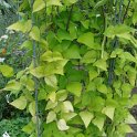 Phaseolus coccineus 'Golden Sunshine'